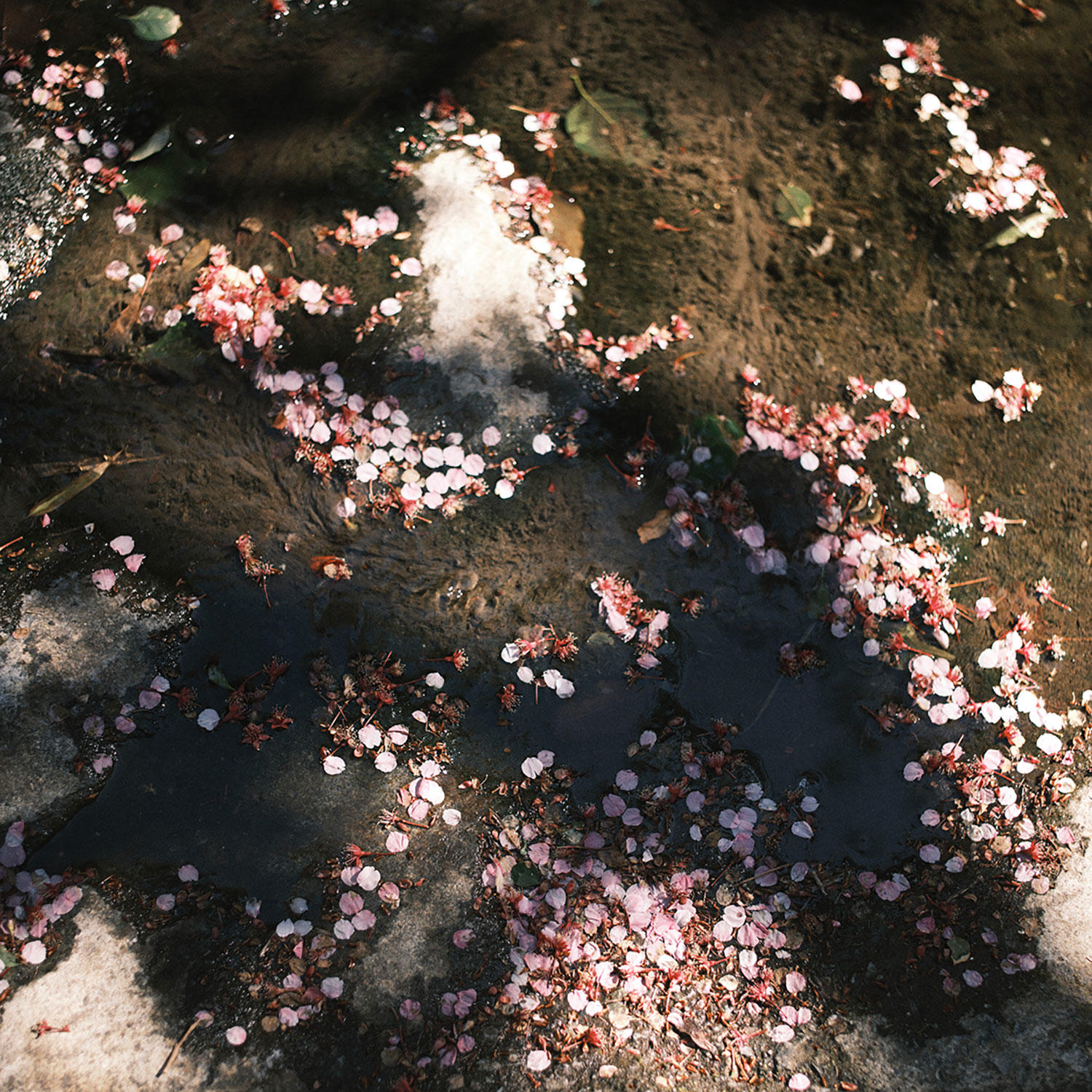 花筵_フリージアン_JK_20250430.jpg