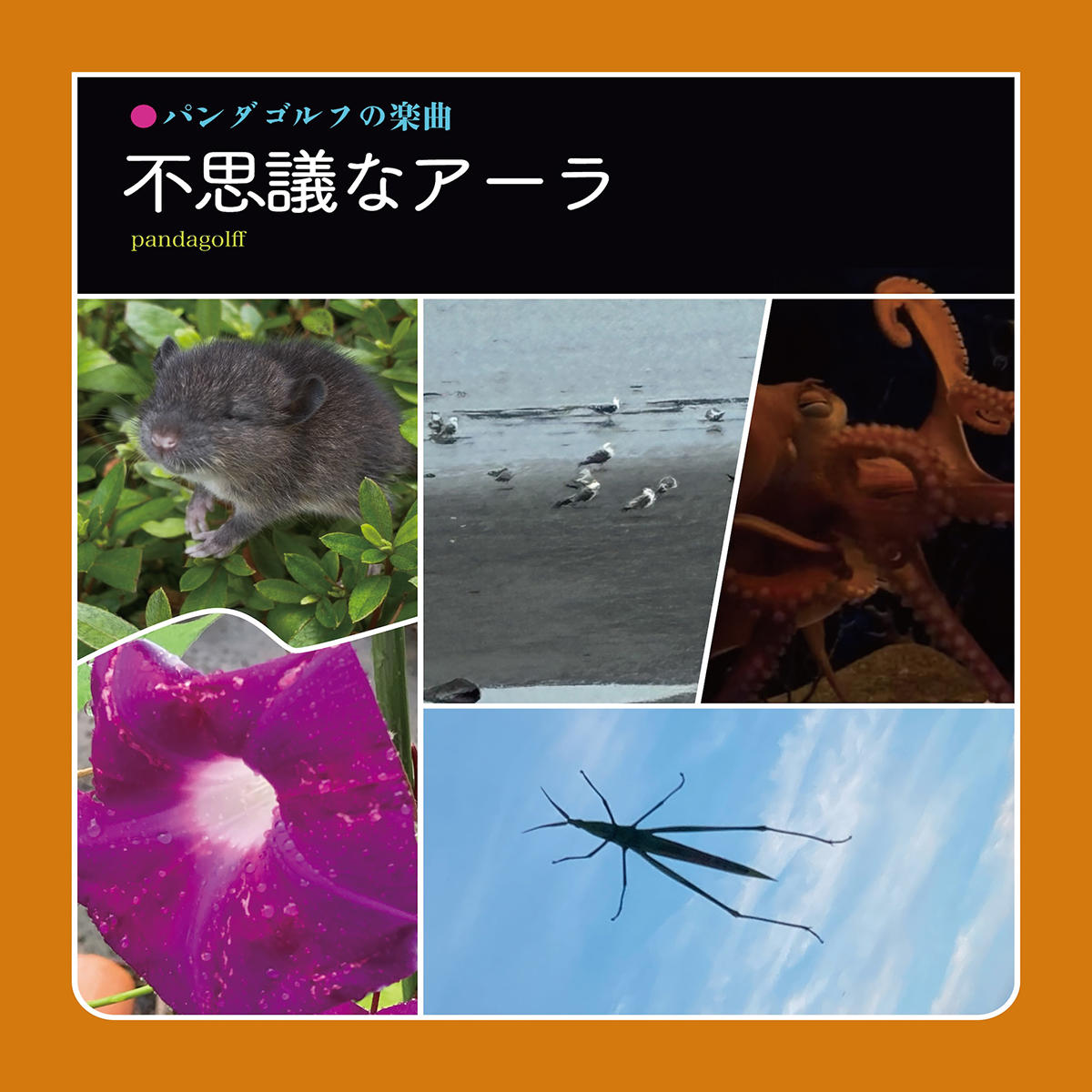 不思議なアーラ_pandagolff_jk_20261007.jpg