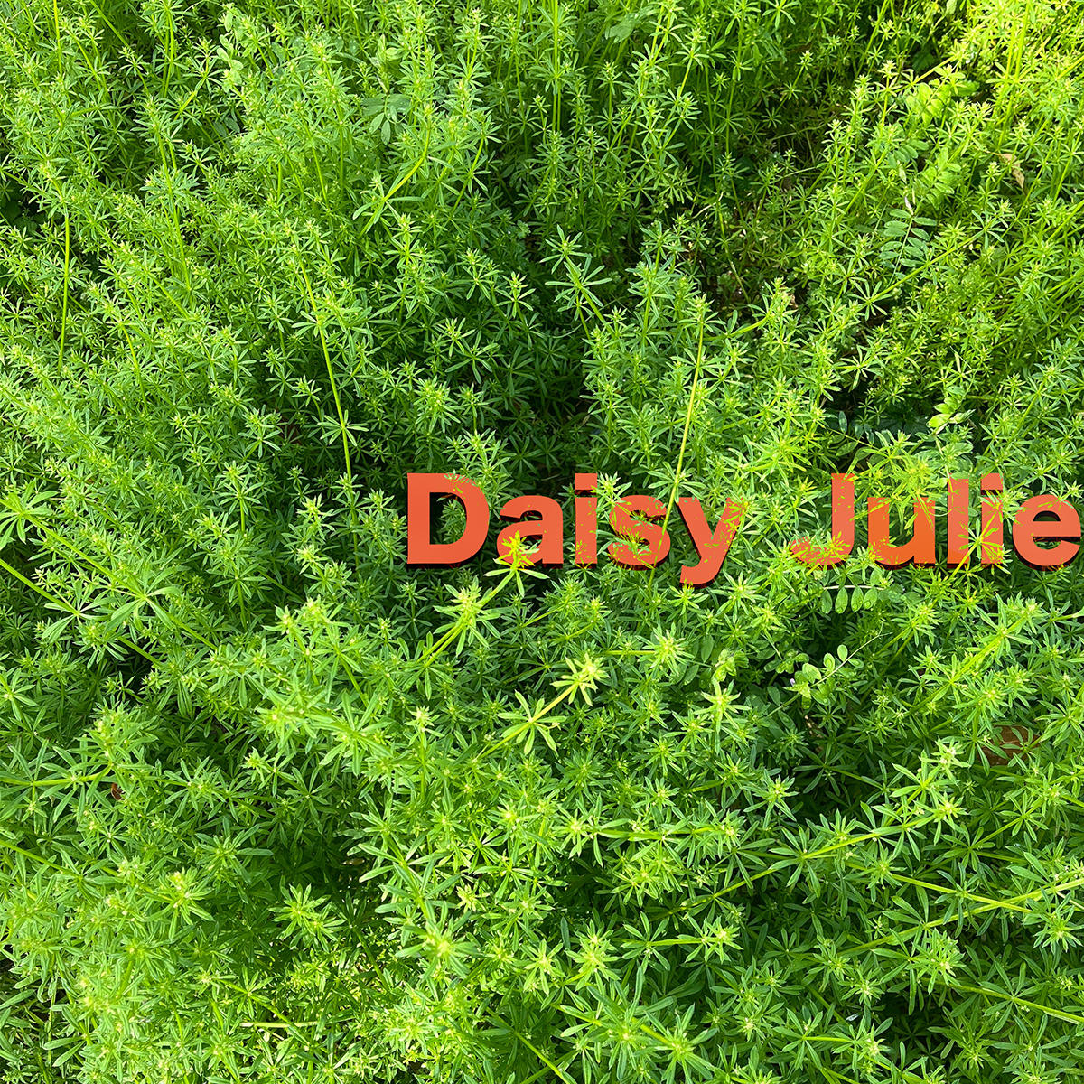 Daisy-Julie_山本政幸_jk_20260916.jpg